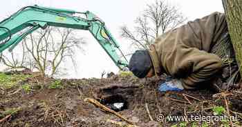 Bever graaft zich een weg door kade bij Vianen: 'Het water gutste erdoorheen' - Telegraaf.nl