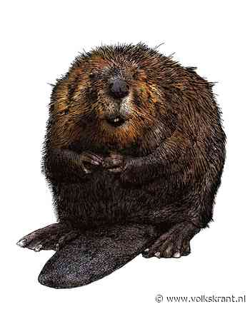 De bever brengt het nodige teweeg in het Limburgse landschap - Volkskrant