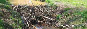 'Gravende bever leidde tot stilleggen treinverkeer' - SpoorPro.nl