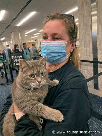 Snowbird kitty: Lost cat heads home to Maine - from Florida - Squamish Chief