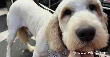 30 dogs rescued from East Aurora home - WKBW-TV