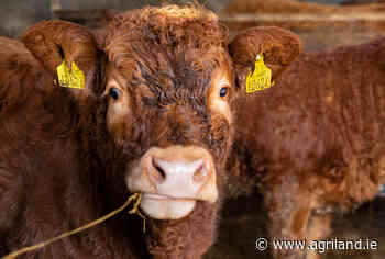 'Heavy-handed approach' to BEAM participants cannot be repeated - IFA - Agriland