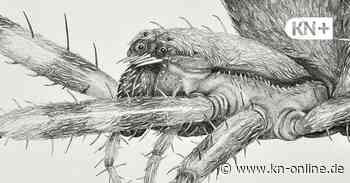 Streifzug durch Galerien in und um Kiel: Insekten, Perlen und viel Papier - Kieler Nachrichten