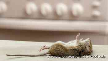 Ekel-Alarm in Gastronomie: Sind Restaurants in der Umgebung betroffen?