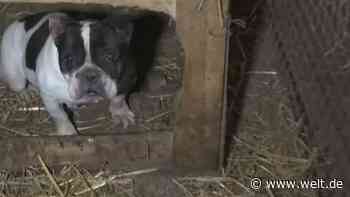 Wegen Corona boomt das illegale Geschäft mit Welpen