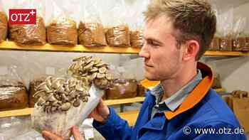 Mit gezüchteten Pilzen die Küchen in Jena bereichern