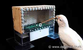 Cockatoos can combine tools to complete complex tasks