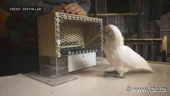 Cockatoos learn to combine tools to get treats