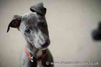 Pandemic puppies: The sad truth - Emily Ralph, City And Islington Sixth Form College