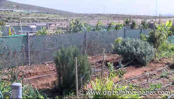 Huertos comunitarios libres para el fomento de la actividad agrícola sostenible - Digital Faro Canarias