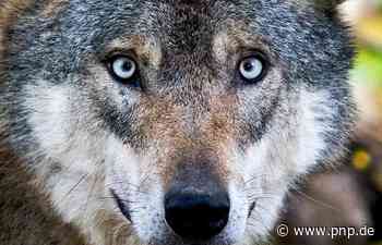 Mit Gennachweis identifiziert: "Traunsteiner Wolf" ist tot - Passauer Neue Presse
