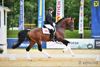 AWÖ-Online-Auktion: Traunstein K mit 110.000 Euro Preisspitze - EQWO - Equestrian Worldwide