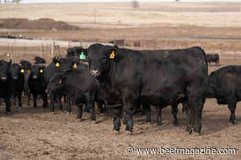 Look back and learnings from the 2021 cattle market