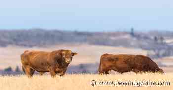 The bull market in 2022