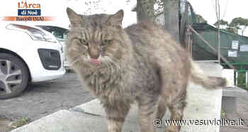 Bacoli scelto come Comune virtuoso per le colonie feline: oltre 50 - Vesuvio Live