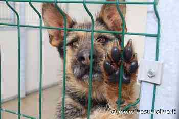 Bacoli, primo rifugio comunale per cani randagi:"Li porteremo via dai canili" - Vesuvio Live