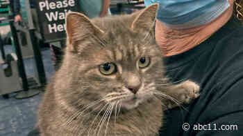 Snowbird kitty: Long-lost cat from Maine found 7 years later -- in Florida