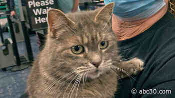 Snowbird kitty: Long-lost cat from Maine found 7 years later -- in Florida