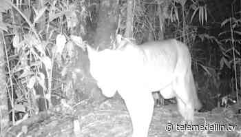 Cámaras trampa registraron dos pumas en el Alto de San Miguel - telemedellin.tv