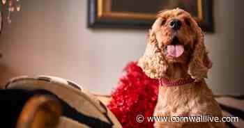 Best dog-friendly hotels in Cornwall - Cornwall Live