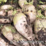 American Sugarbeet Growers Association wants better safety net in next farm bill - 1430wcmy.com