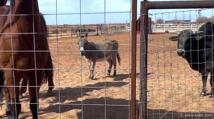 West Texas donkey is looking for love this Valentine's Day