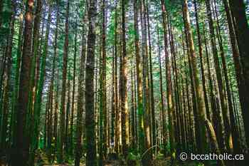 A forest walk and God's word can both bring fresh perspective - The B.C. Catholic