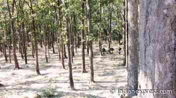 How to expand India’s forest cover - The Indian Express
