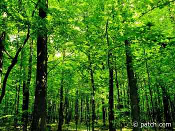 Support Strengthens To Preserve 53-Acre Forest From Chatham - Patch.com