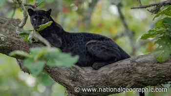 In this dense Indian forest, tigers and leopards are thriving - National Geographic