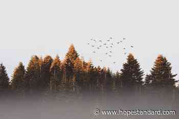 District of Hope receives $150000 from Community Forest project – Hope Standard - Hope Standard