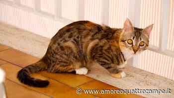 Come insegnare al gatto il comando “fermo” o “resta” - www.amoreaquattrozampe.it