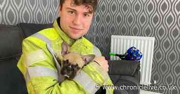 French bulldog puppy rescued by firefighters in County Durham after becoming trapped in reclining sofa - Chronicle Live