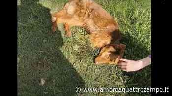 Lo trovano sofferente su un prato: era privo delle zampe anteriori - VIDEO - www.amoreaquattrozampe.it