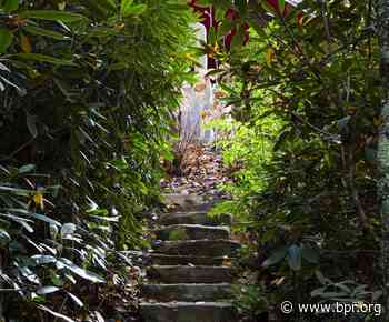 COVID-19 In Appalachia: A Gardener's Devotion | BPR - BPR / Blue Ridge Public Radio