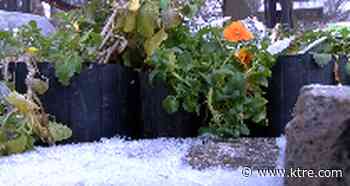 East Texas gardener shares how to protect plants when temperatures drop - KTRE