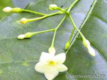 Osoyoos Indian Band eyes cutting-edge drug treatment centre - Vancouver Sun