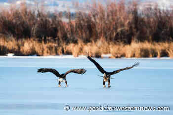 Photos: Eagles ice fishing on Osoyoos Lake - Pentiction Western News
