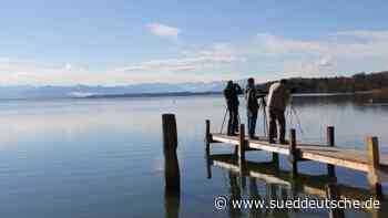 Vögel - Ornithologen sichten im Landkreis Starnberg sechs Eulenarten - Süddeutsche Zeitung