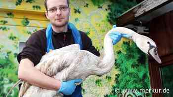 Rettung für Wildvögel: Tierheim Starnberg hilft verletzten und hilflosen Tieren - Merkur.de