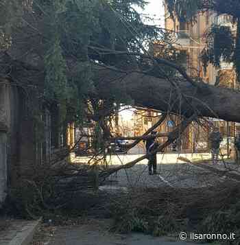 Alberi caduti nel Varesotto (e Saronno), Coldiretti: “Serve più manutenzione!” - ilSaronno