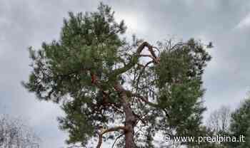 Saronno, è allarme alberi - La Prealpina