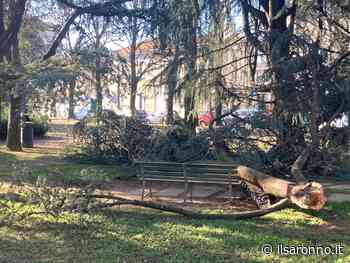 Saronno, Parco degli alpini “invaso” da maxi pezzo di pianta caduto lunedì - ilSaronno