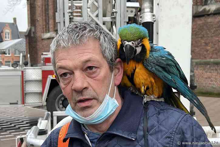 Papegaai komt vast te zitten op kerk, baasje (52) moet hoogtevrees overwinnen om hem te redden: “Met knikkende knieën ging ik naar boven”