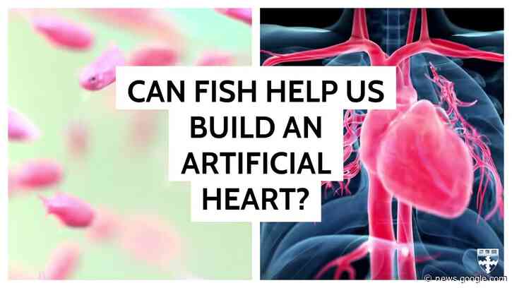 Biohybrid fish made from human cardiac cells swims like the heart beats - Harvard John A. Paulson School of Engineering and Applied Sciences