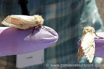 Areas of Vancouver Island being sprayed to control invasive moths – Comox Valley Record - Comox Valley Record