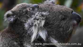 NSW, Qld, ACT koalas officially endangered - Gloucester Advocate