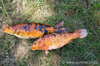 Collaboration key for new koi carp control trial - The Bay's News First - SunLive