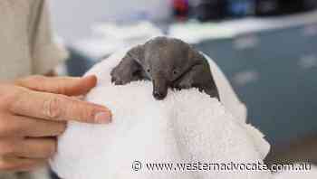 Rescued baby echidna Weja all grown up - Western Advocate