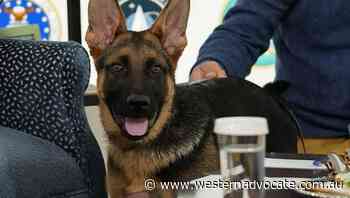 Bidens' dog Commander to make TV debut - Western Advocate